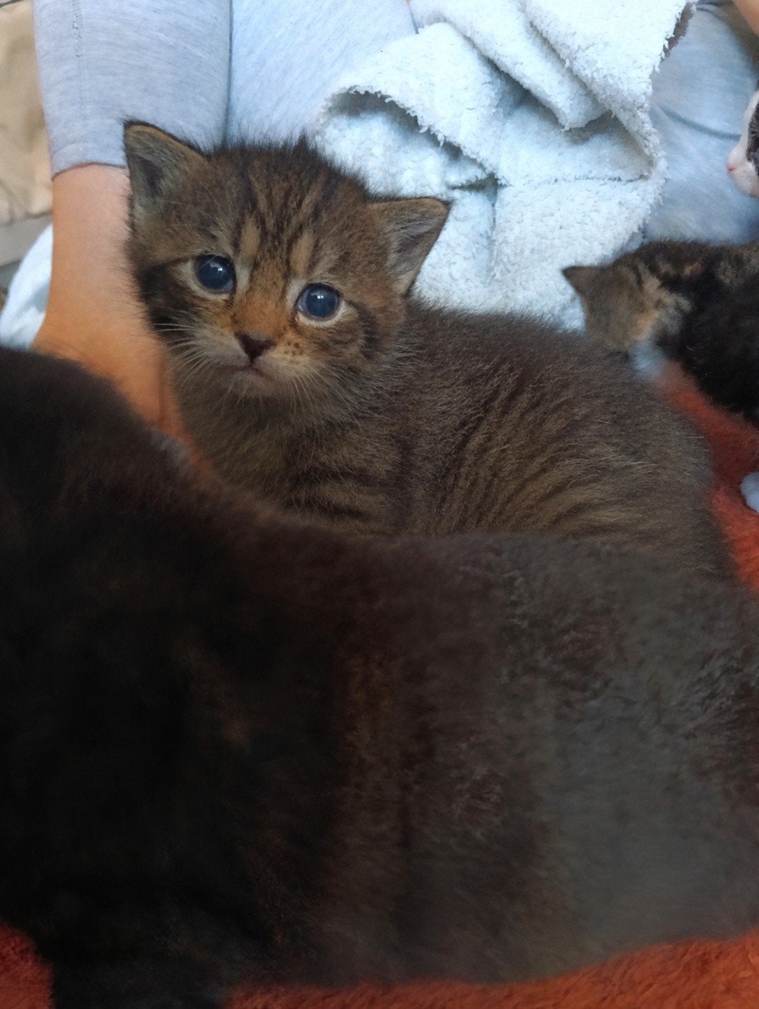 6 schattige kittens zoeken een nieuw thuis  https://vm.tikto, Poes, Kortharig, 0 tot 2 jaar
