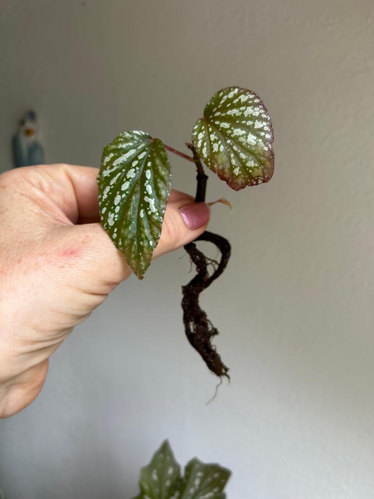 Begonia argenteo guttata, meerdere stekken zie advertentie, Ophalen of Verzenden, Halfschaduw, Minder dan 100 cm