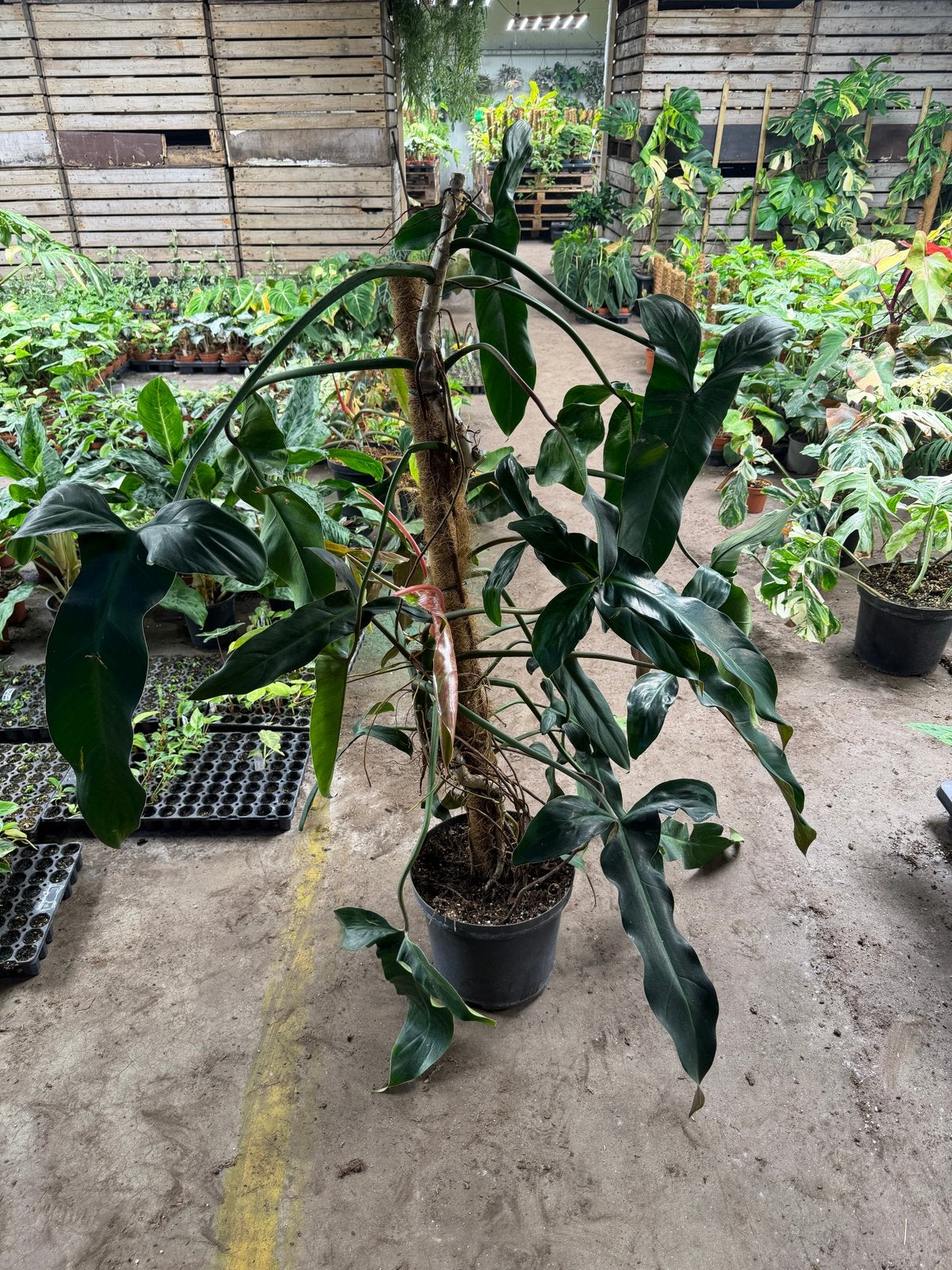 Grote Philodendron Mexicanum, Ophalen, Halfschaduw, Minder dan 100 cm