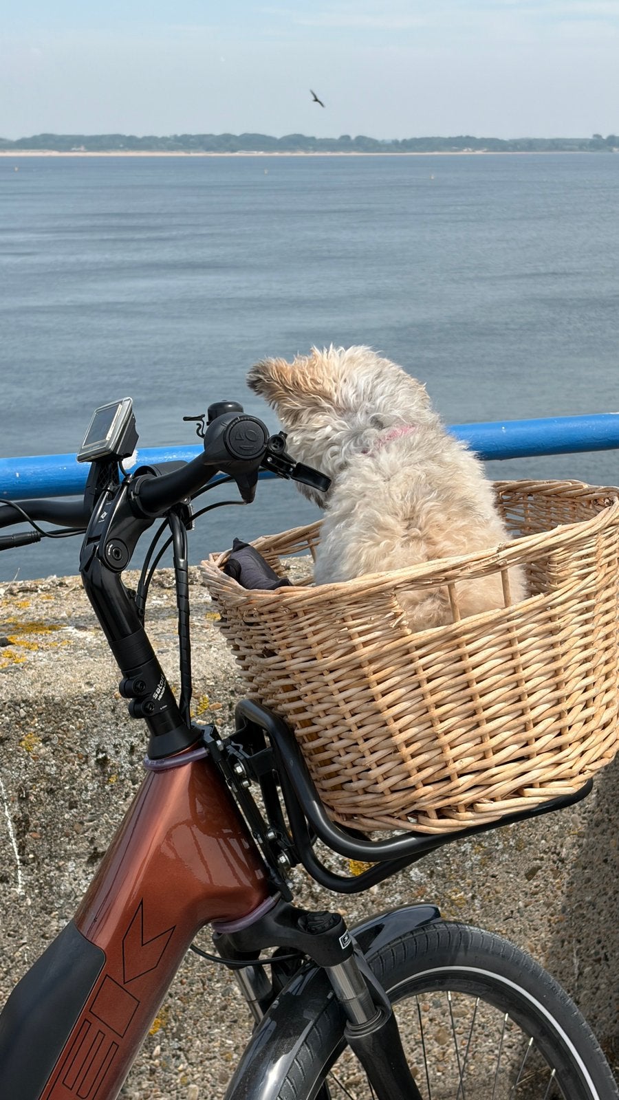Honden fietsmand (zonder hond), Ophalen, Zo goed als nieuw