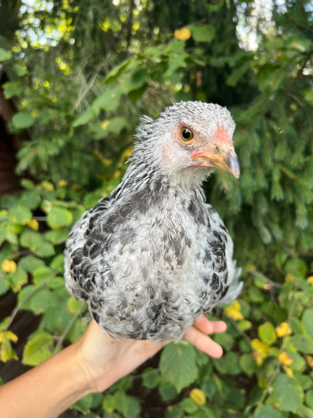 Pachtige handtamme Brahma (groot) kuikens, Meerdere dieren, Kip