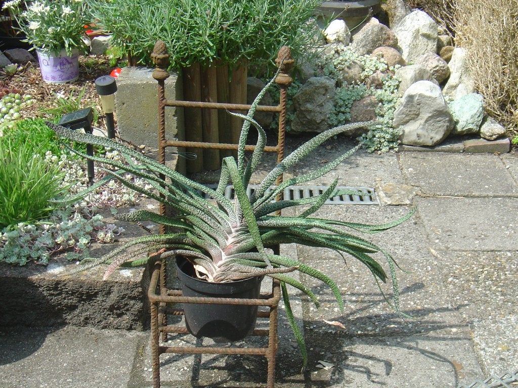 Mooie Gasteria / Ossentong Vetplant, Ophalen, Vetplant, Halfschaduw, Minder dan 100 cm