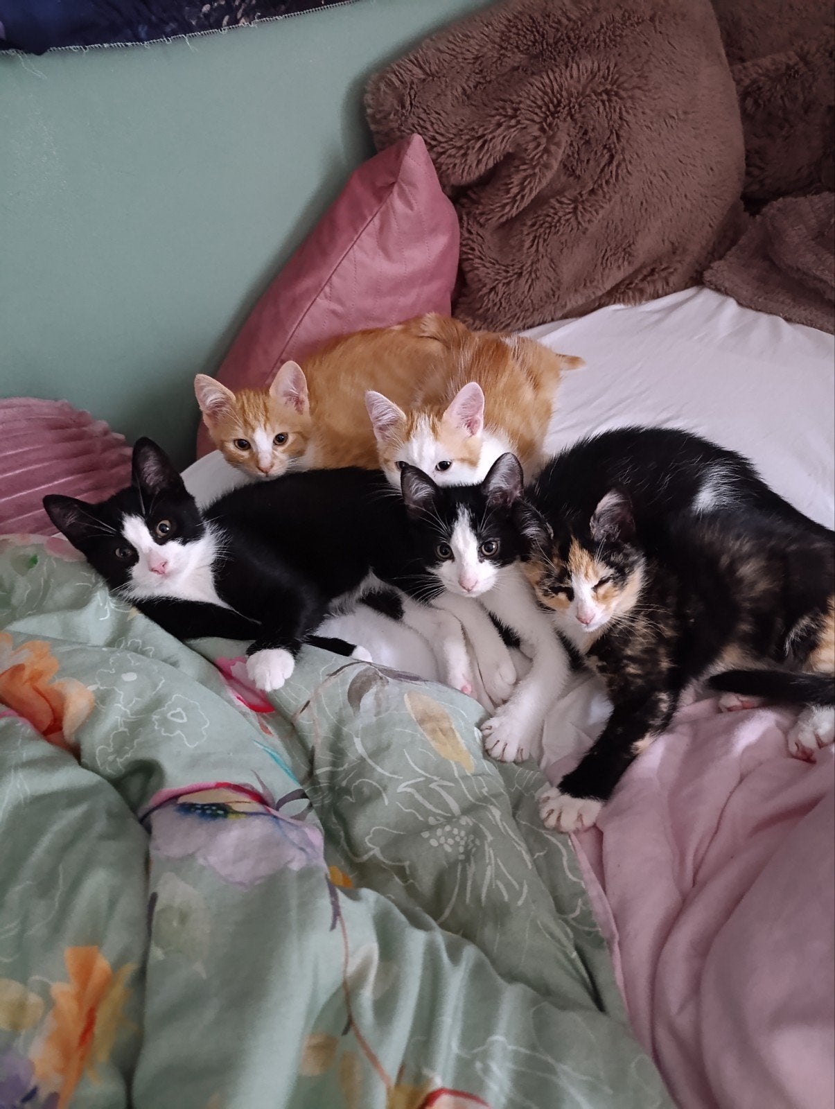 Kittens te koop, Meerdere dieren, Kortharig, 0 tot 2 jaar