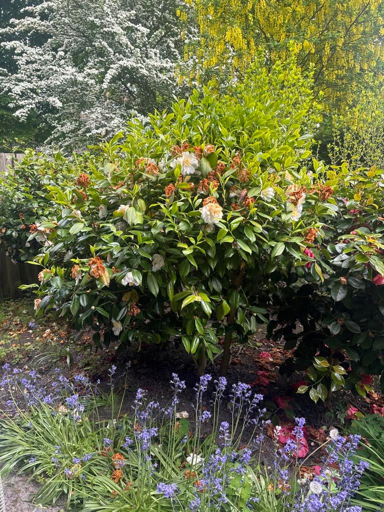 Mega camellia met witte bloemen (zelf uitgraven), Ophalen, Overige soorten, 100 tot 250 cm