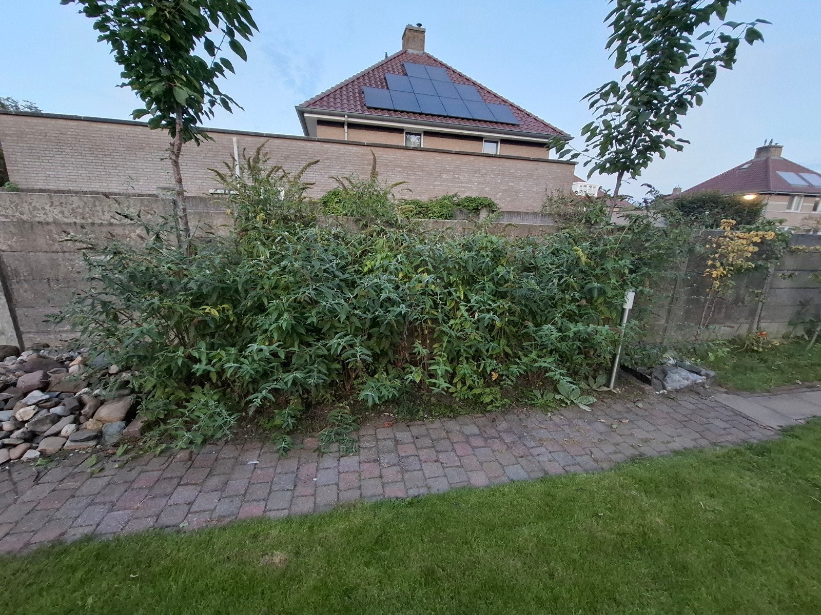 Vlinderstruiken Buddleja donkerpaars en wit, Ophalen, Vaste plant
