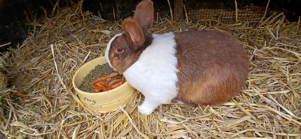 Hollander konijn (ram), Dieren en Toebehoren, Konijnen, Mannelijk, Groot, 3 tot 5 jaar