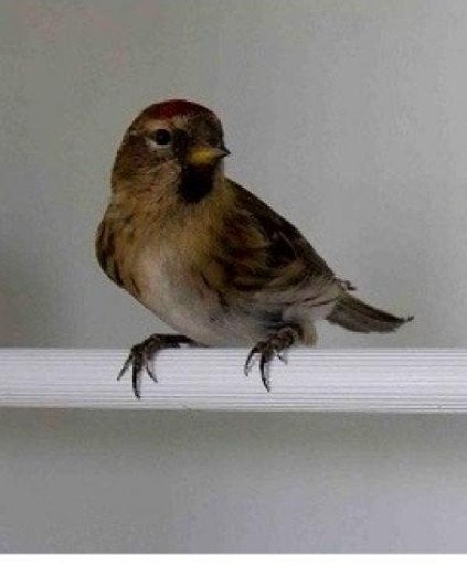 barmsijs pop caberet, Dieren en Toebehoren, Vrouwelijk, Geringd