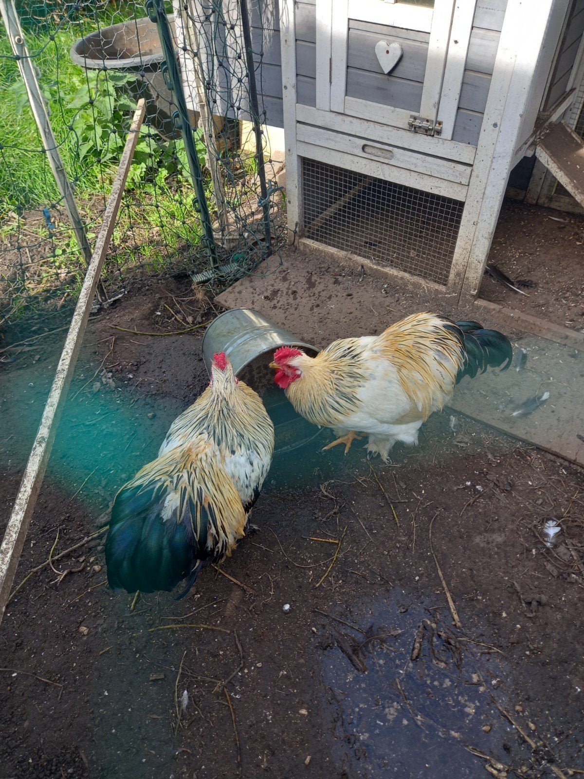 wyandotte kriel haan, Mannelijk, Kip