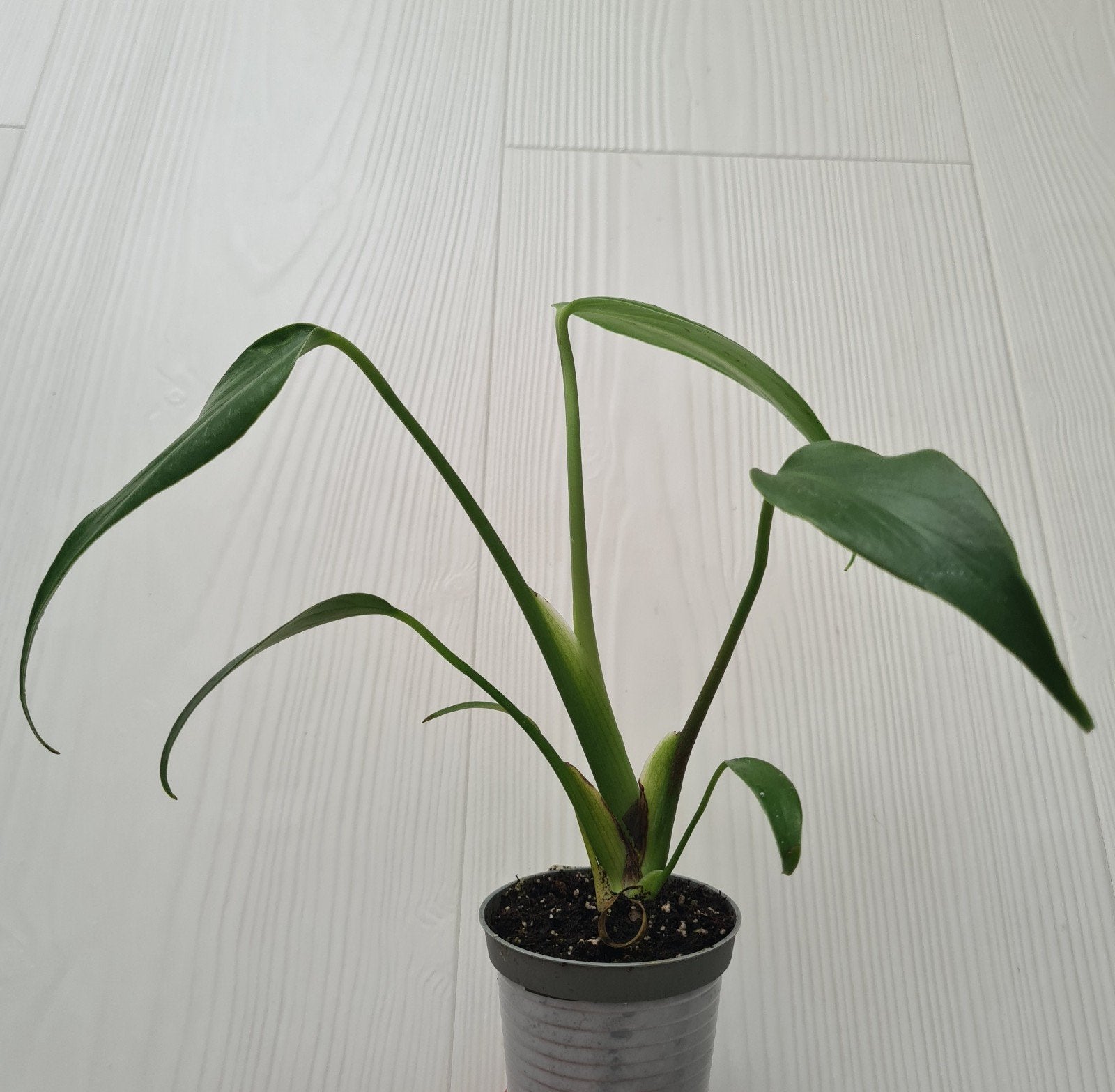 Monstera Burle Marx, Huis en Inrichting, Overige soorten, In pot, Minder dan 100 cm, Groene kamerplant