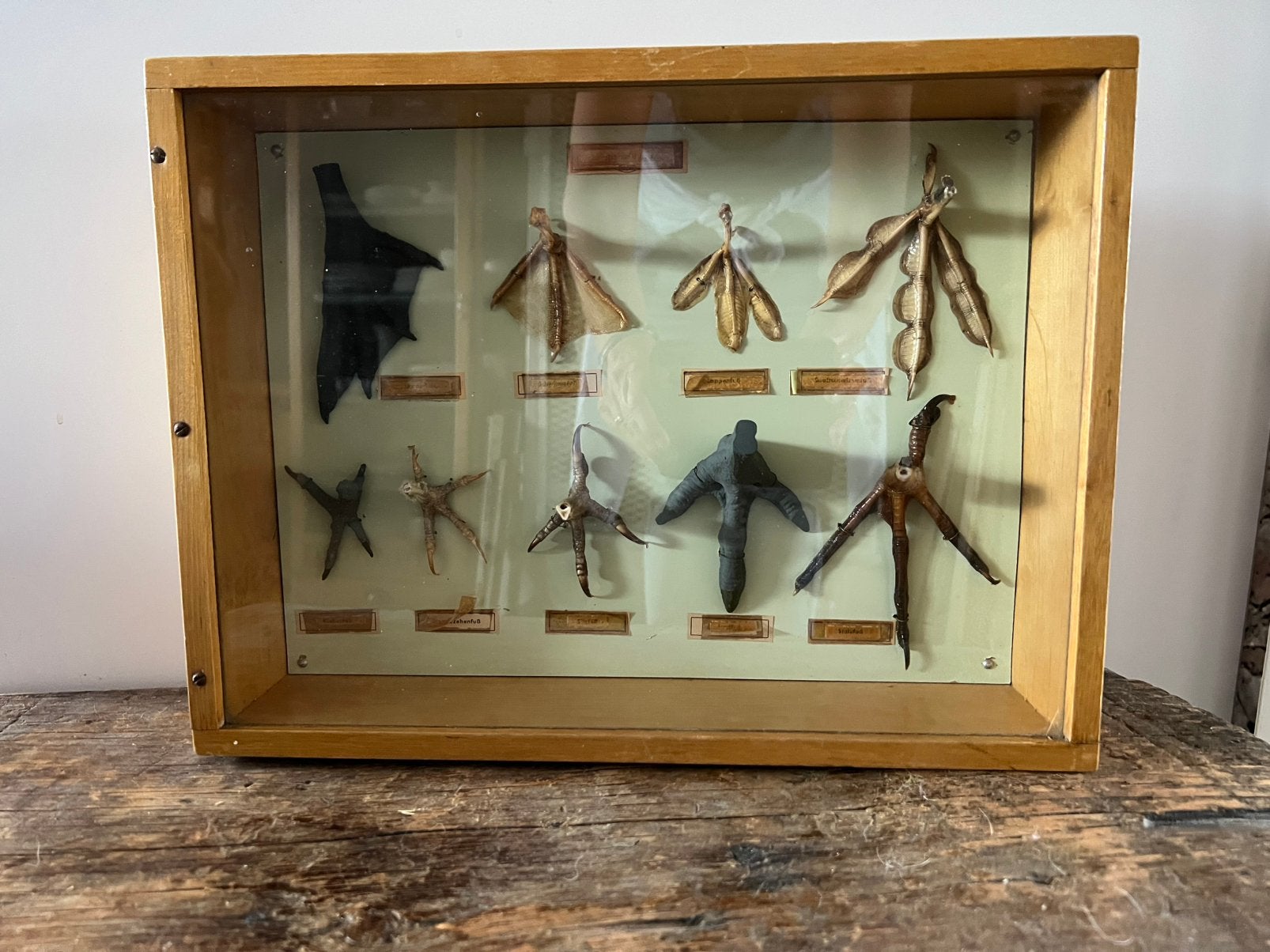 TAXEDERMIE VITRINE BIOLOGIE VOGELPOOTJES JAREN 60, Ophalen of Verzenden, Gebruikt