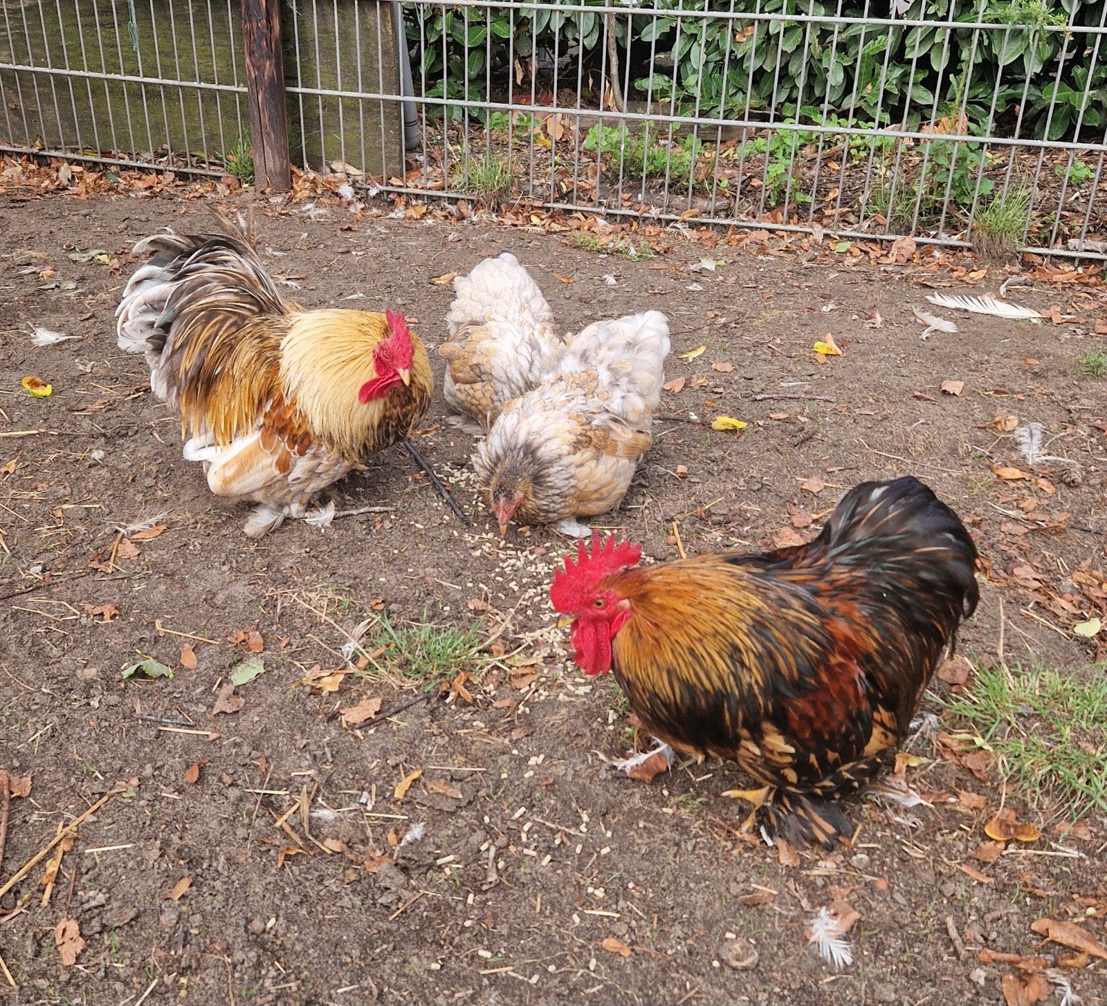 te koop 2 hennen en 2 hanen cochin goud blauw gezoomd kriel, Meerdere dieren, Kip