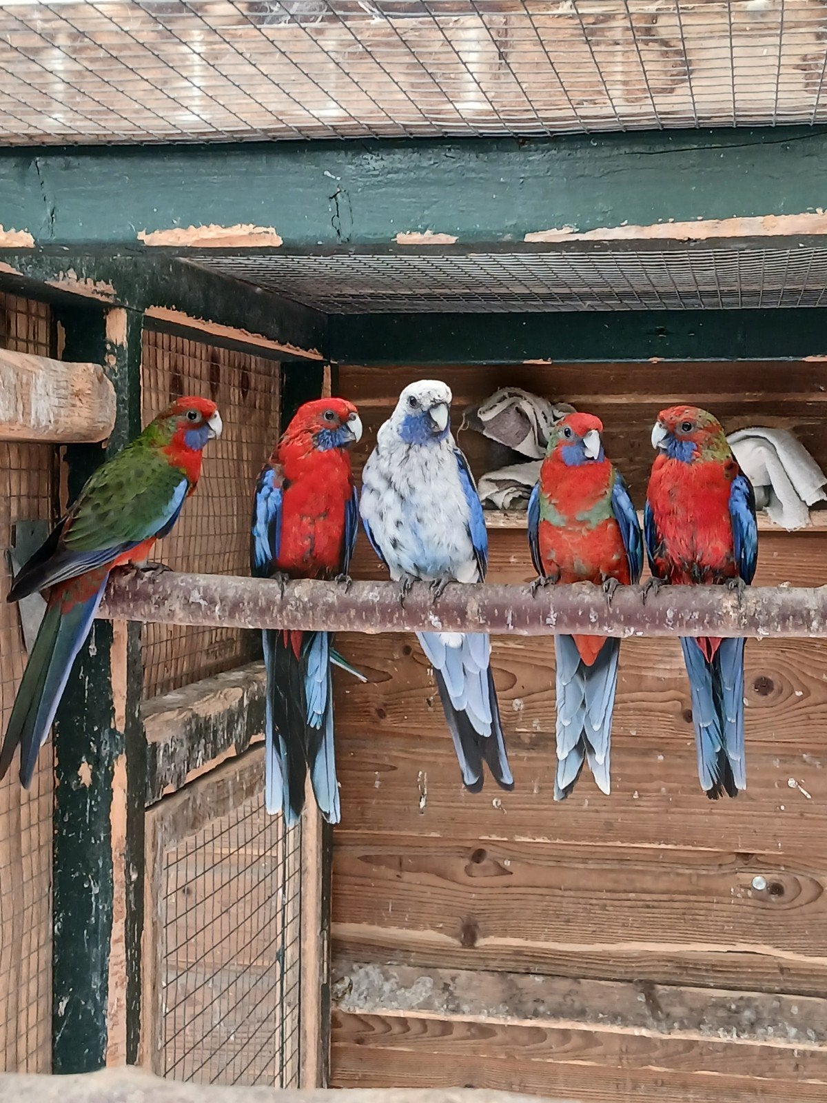 te koop een bewezen koppel penanten met 3 jonge

de pop is b, Dieren en Toebehoren, Meerdere dieren, Parkiet, Geringd