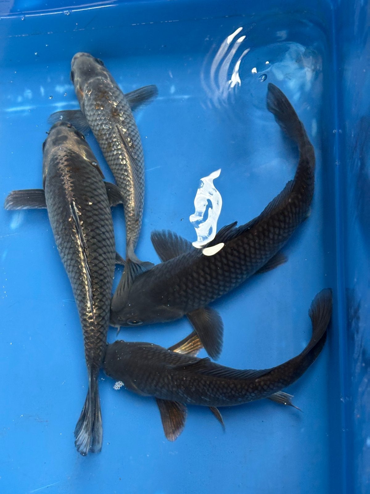 9 koi tot 30 cm (mooie setprijs), Dieren en Toebehoren, Vissen | Vijvervissen, Karper of Koi