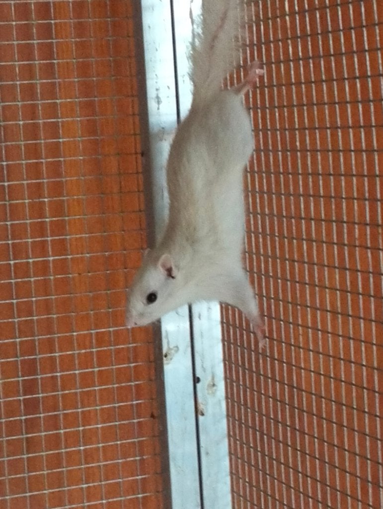 te koop witte eekhoorn, Dieren en Toebehoren, Maart, Vrouwelijk, Overige typen