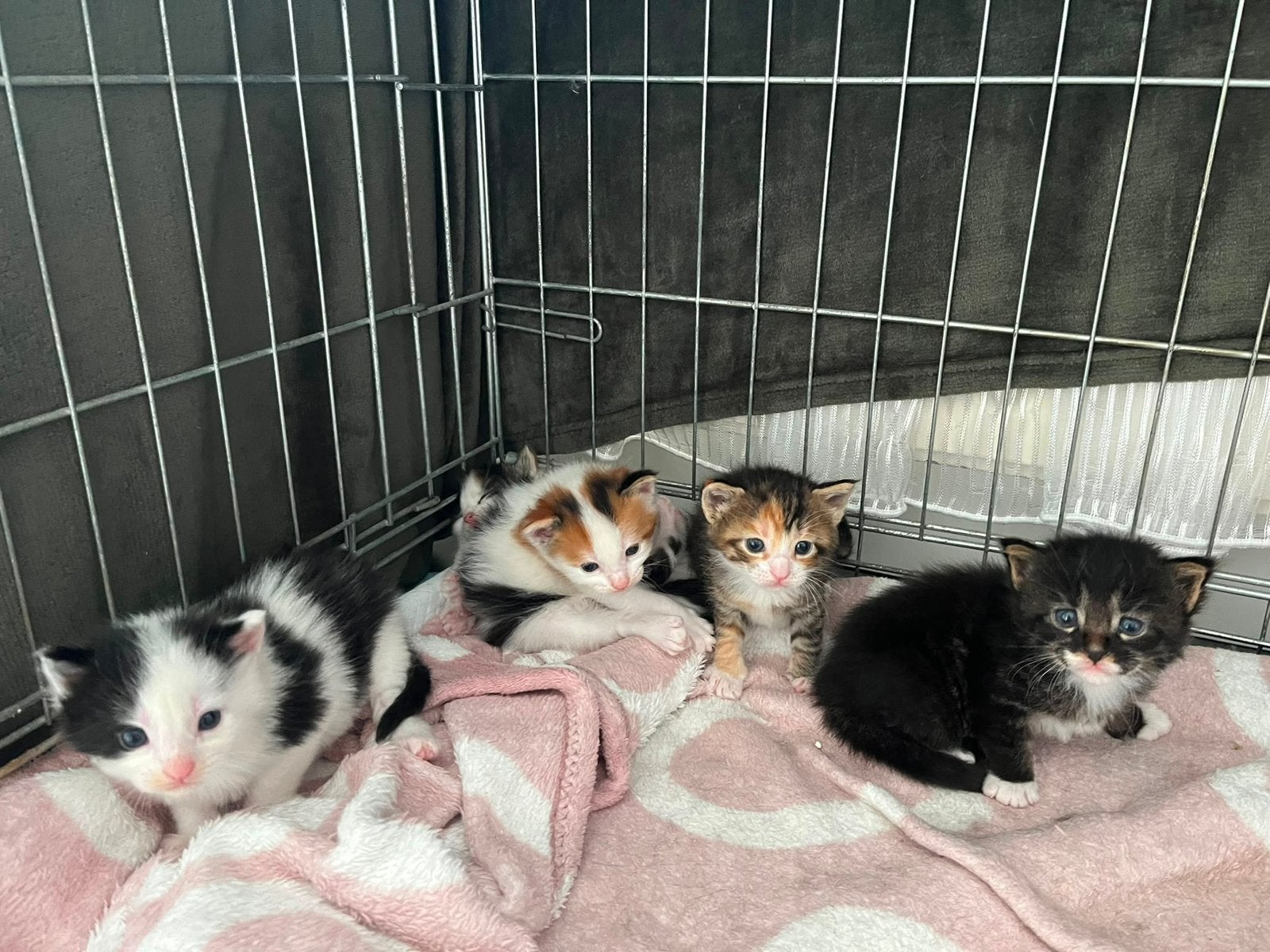 Prachtige Maine Coon XL  Europese Korthaar kittens, Dieren en Toebehoren, Meerdere dieren