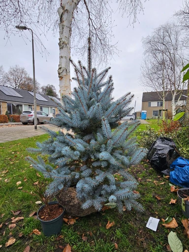 SPAR Picea pungens 'Glauca' Blauwe spar Conifeer, Tuin en Terras, Overige soorten, Volle zon, Vaste plant, Ophalen of Verzenden