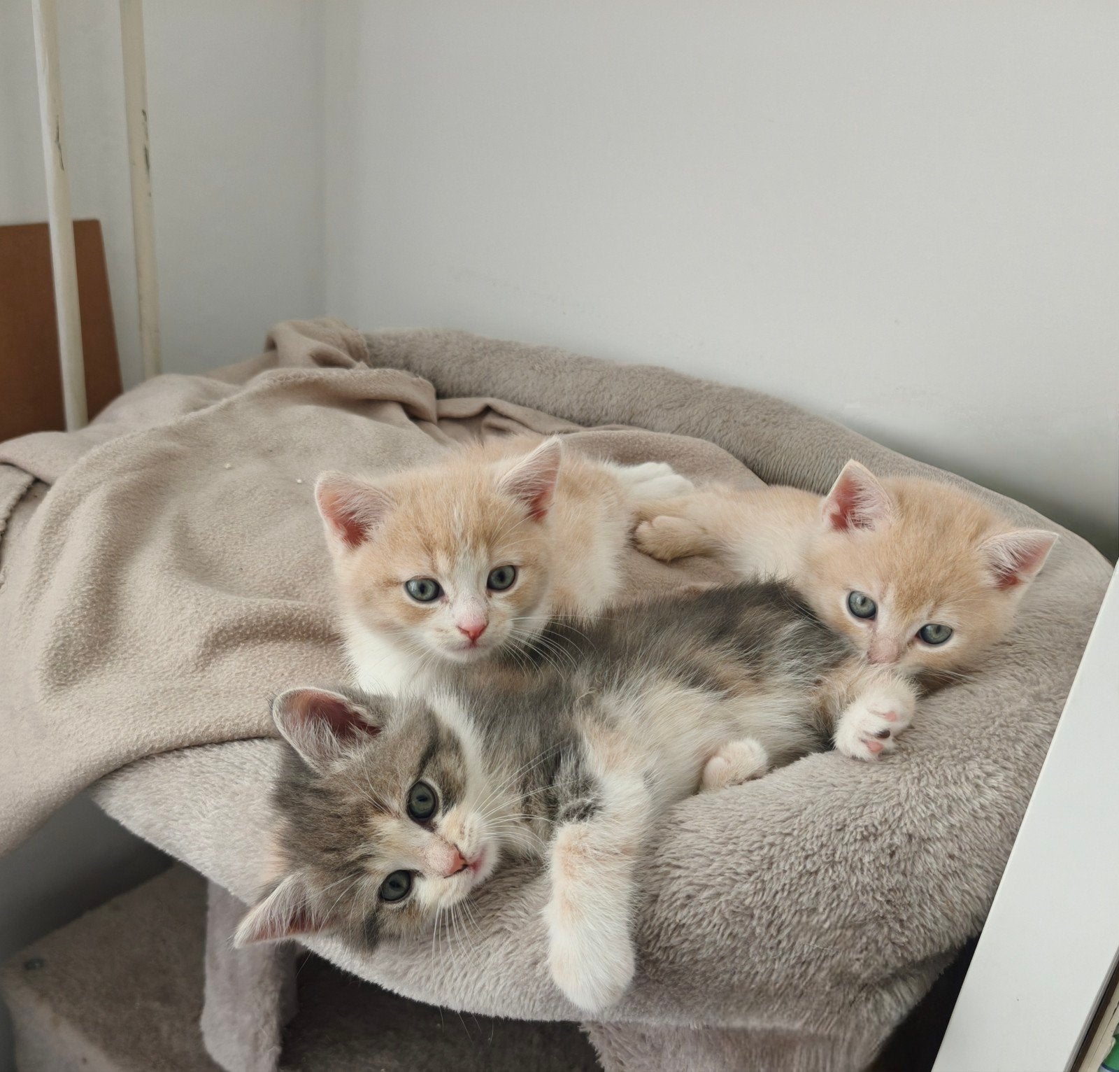 Prachtige, unieke kittens, Dieren en Toebehoren, Meerdere dieren