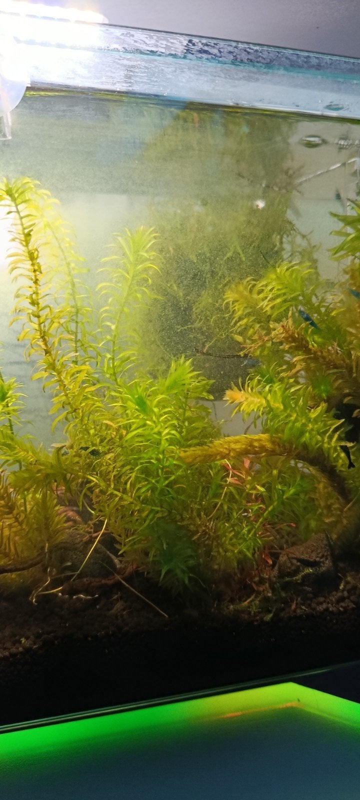 Waterpest (Elodea densa), Overige typen, Zoetwatervis