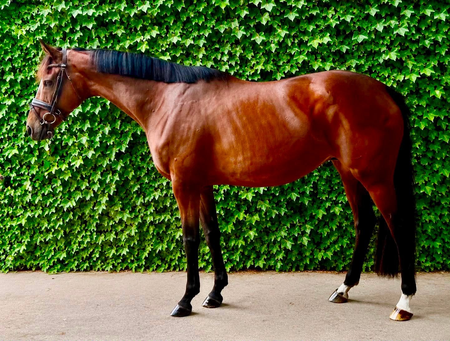 Fijne 11 jarige Allrounder merrie, Dieren en Toebehoren, Merrie, B, 160 tot 165 cm, 11 jaar of ouder