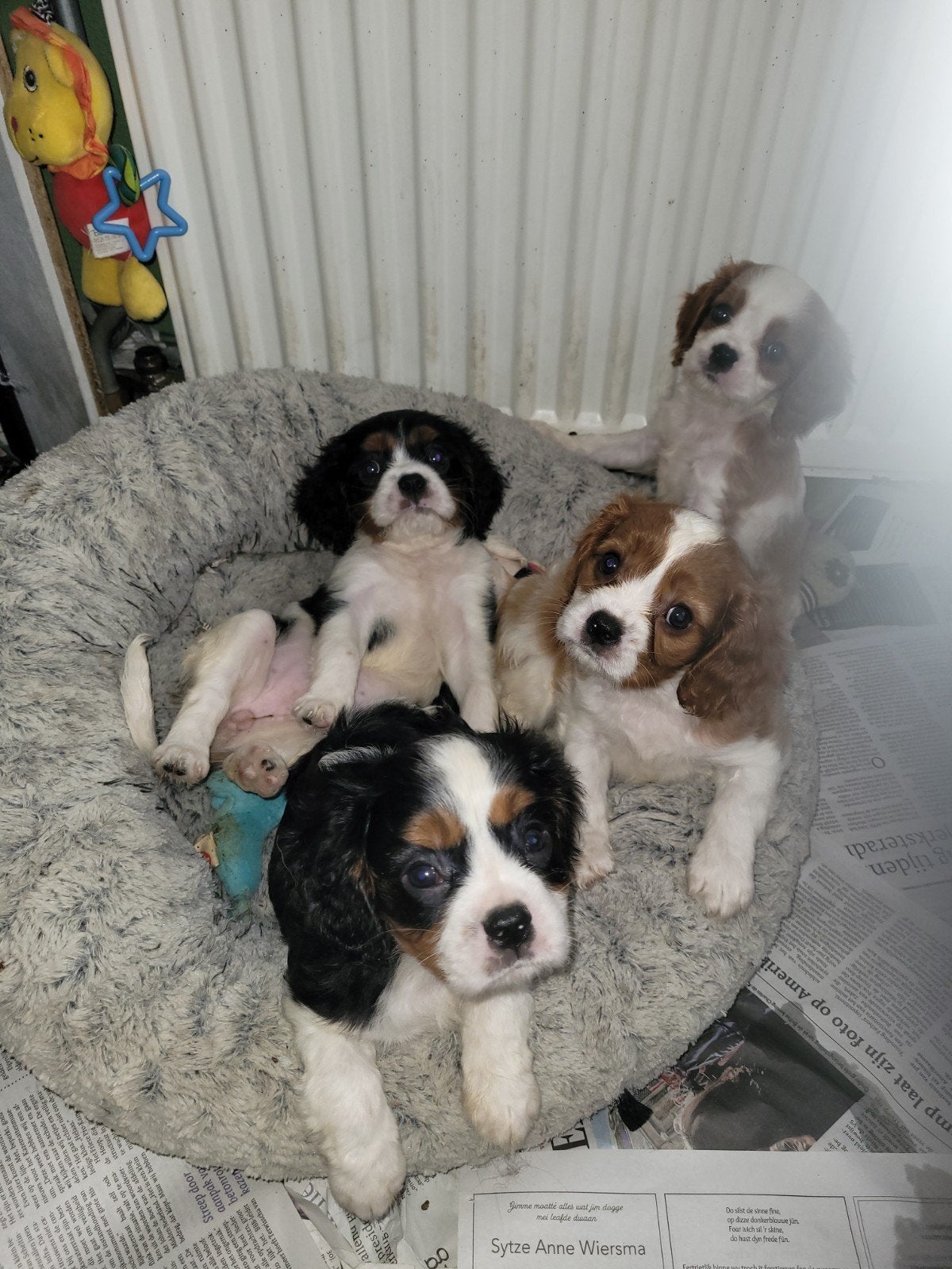 5 Echte cavelier King charles spaniel puppies, Dieren en Toebehoren, Parvo, Overige rassen, 8 tot 15 weken, Meerdere