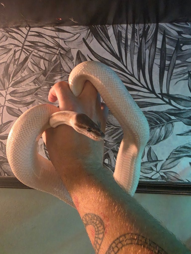 0.1 BEL (super majave) Cinnamon Ball Python photo 2
