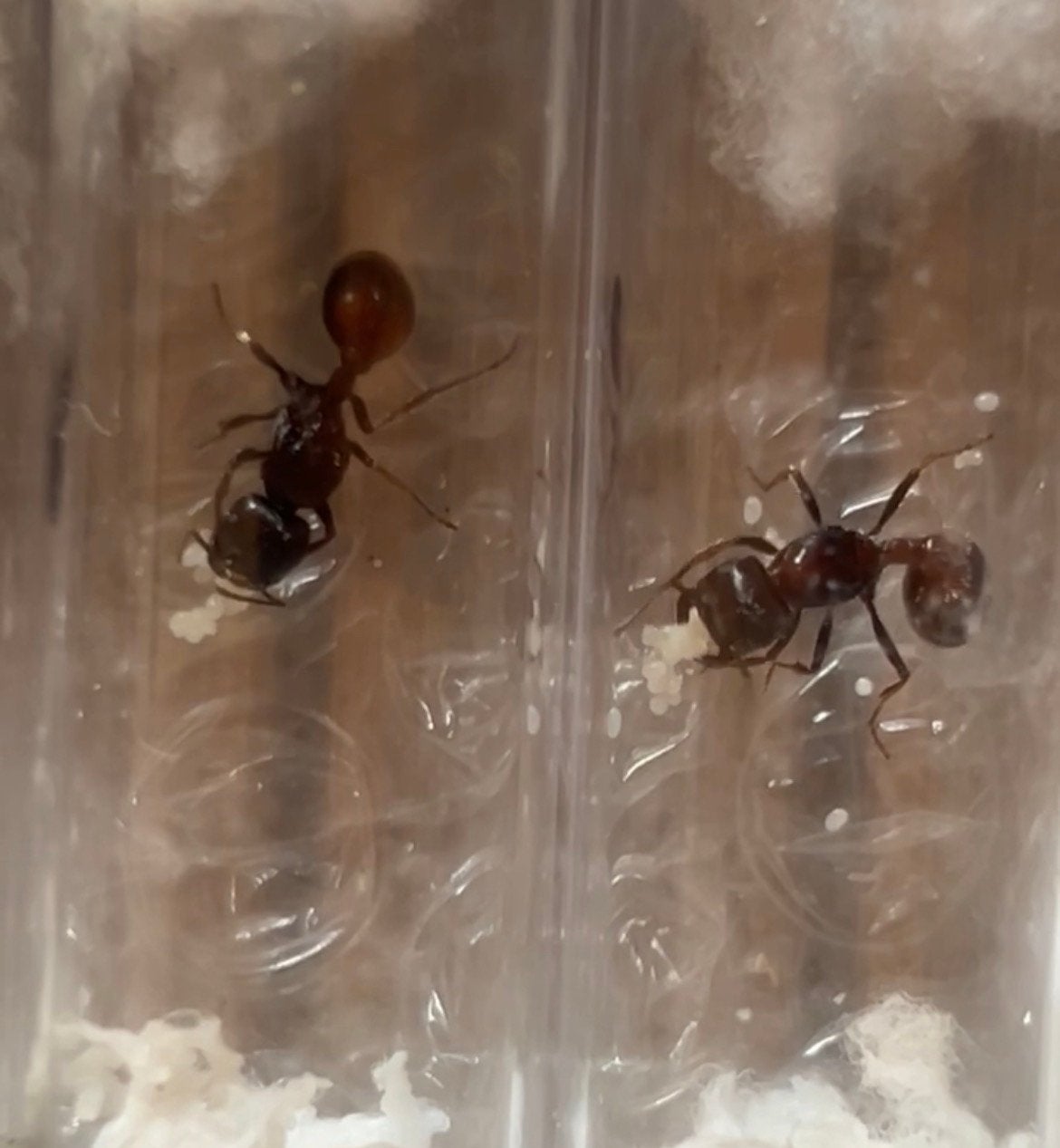 Pogonomyrmex rugosus queen+brood / mieren ant kolonie, Dieren en Toebehoren, Insecten en Spinnen