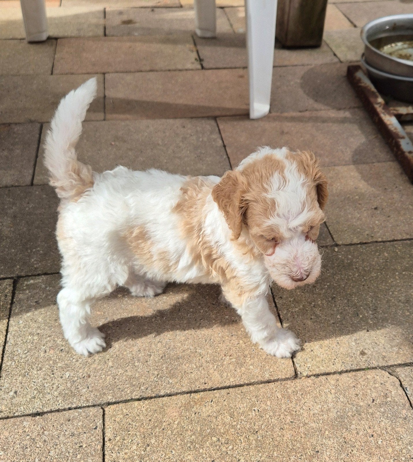 Labra Golden Double Doodle s, Dieren en Toebehoren, Honden | Retrievers, Spaniëls en Waterhonden, Overige rassen, 8 tot 15 weken