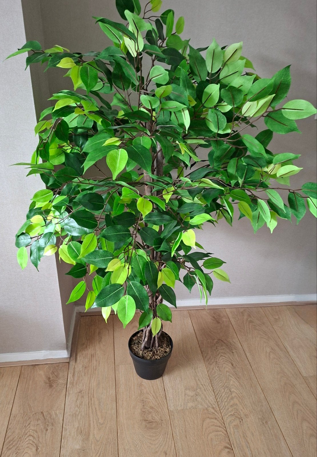 Kunstplant Ficus groen, Groen, Kunstplant, Overige materialen, Ophalen of Verzenden