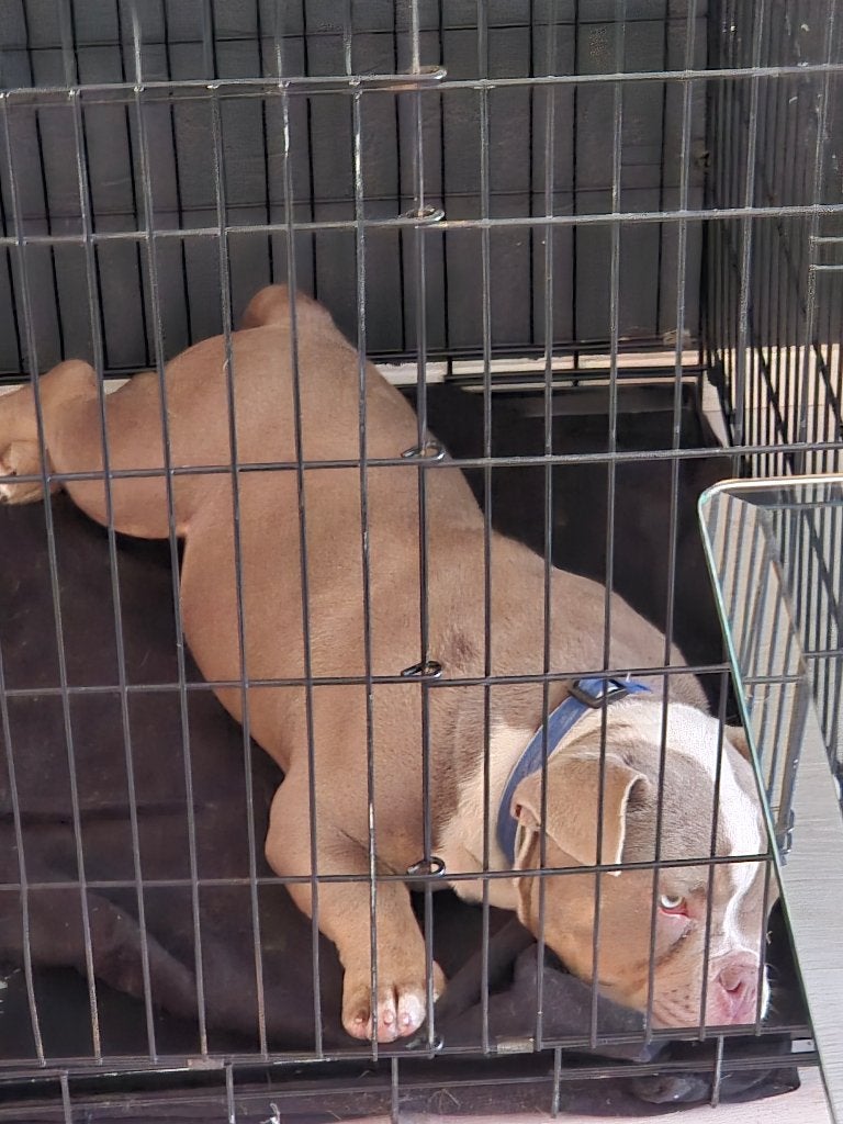 Super mooie micro bully triecoller lilac, Dieren en Toebehoren, Parvo, 15 weken tot 1 jaar, Reu, Bulldog
