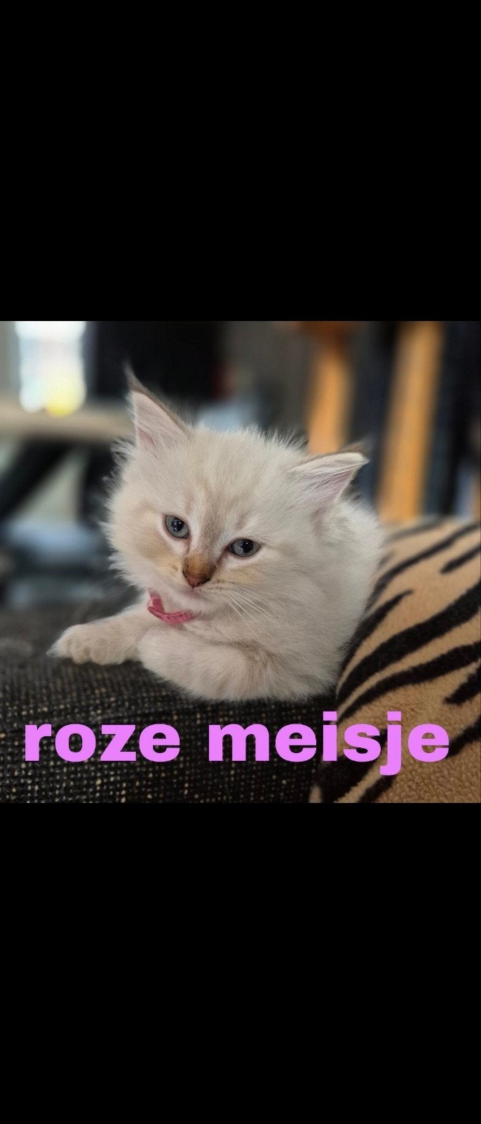 prachtige ragdoll kittens te koop, Meerdere dieren
