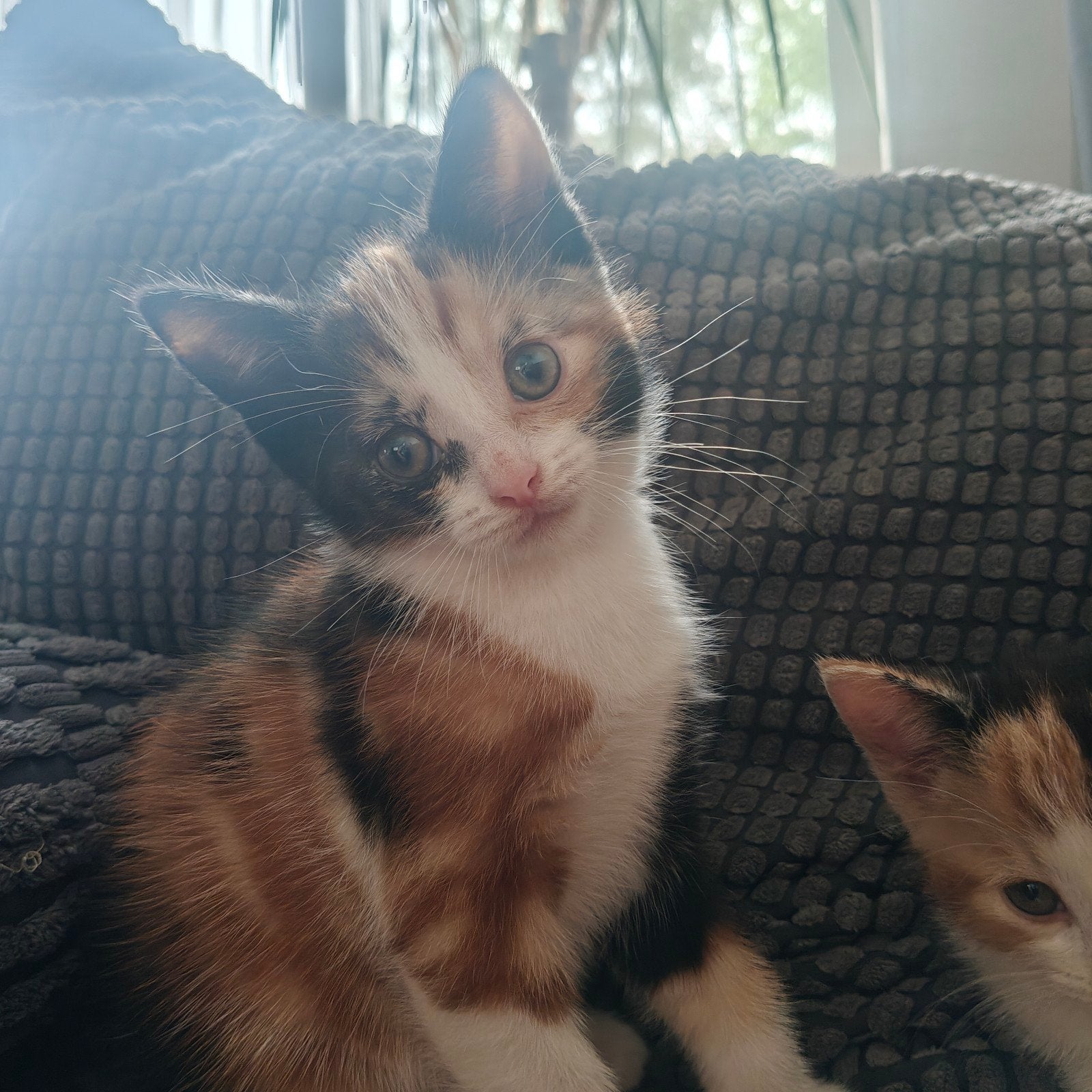 2 kittens te koop. gelijk beschikbaar!, Dieren en Toebehoren, Katten en Kittens | Overige Katten, Meerdere dieren, Kortharig, 0 tot 2 jaar