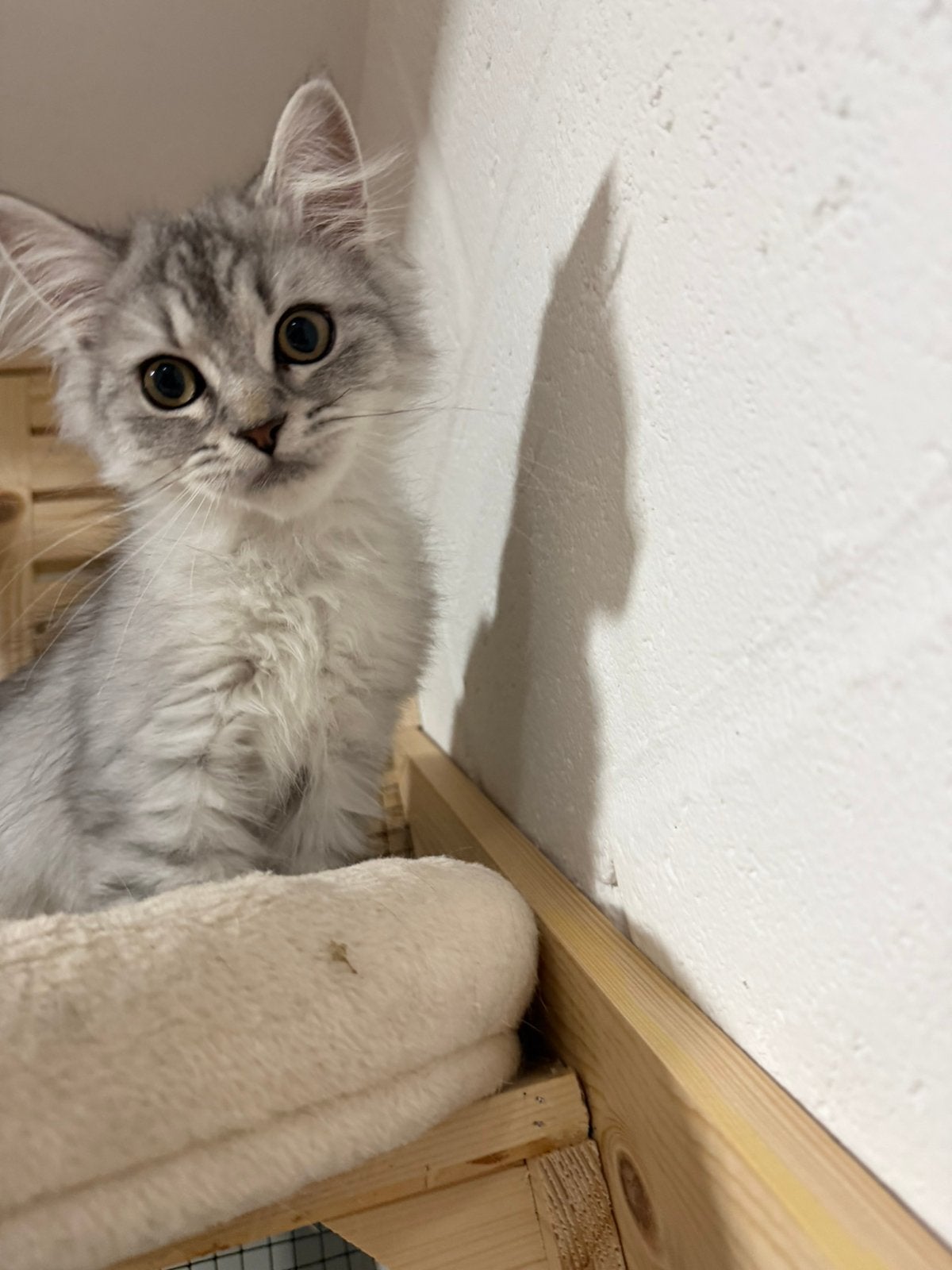 Britse langhaar kitten, Dieren en Toebehoren, Katten en Kittens | Raskatten | Langhaar, Kater