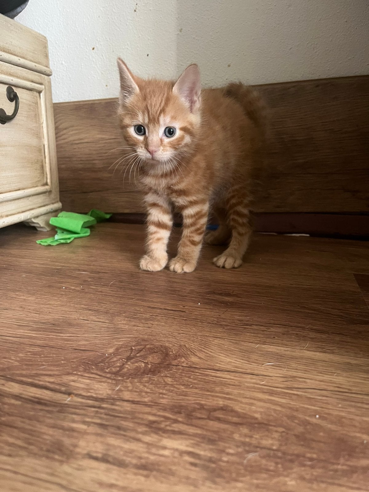 superlieve rode kater zoekt een nieuw huisje!, Kater