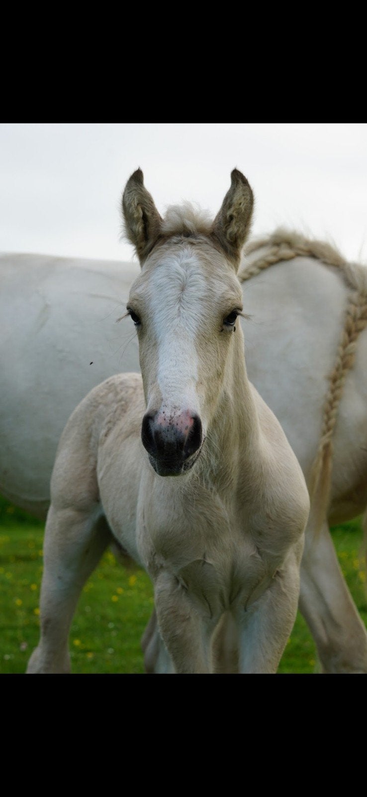 Prachtig valk irishcob/tinker hengstveulen, Hengst, Minder dan 160 cm, Dressuurpaard, 0 tot 2 jaar