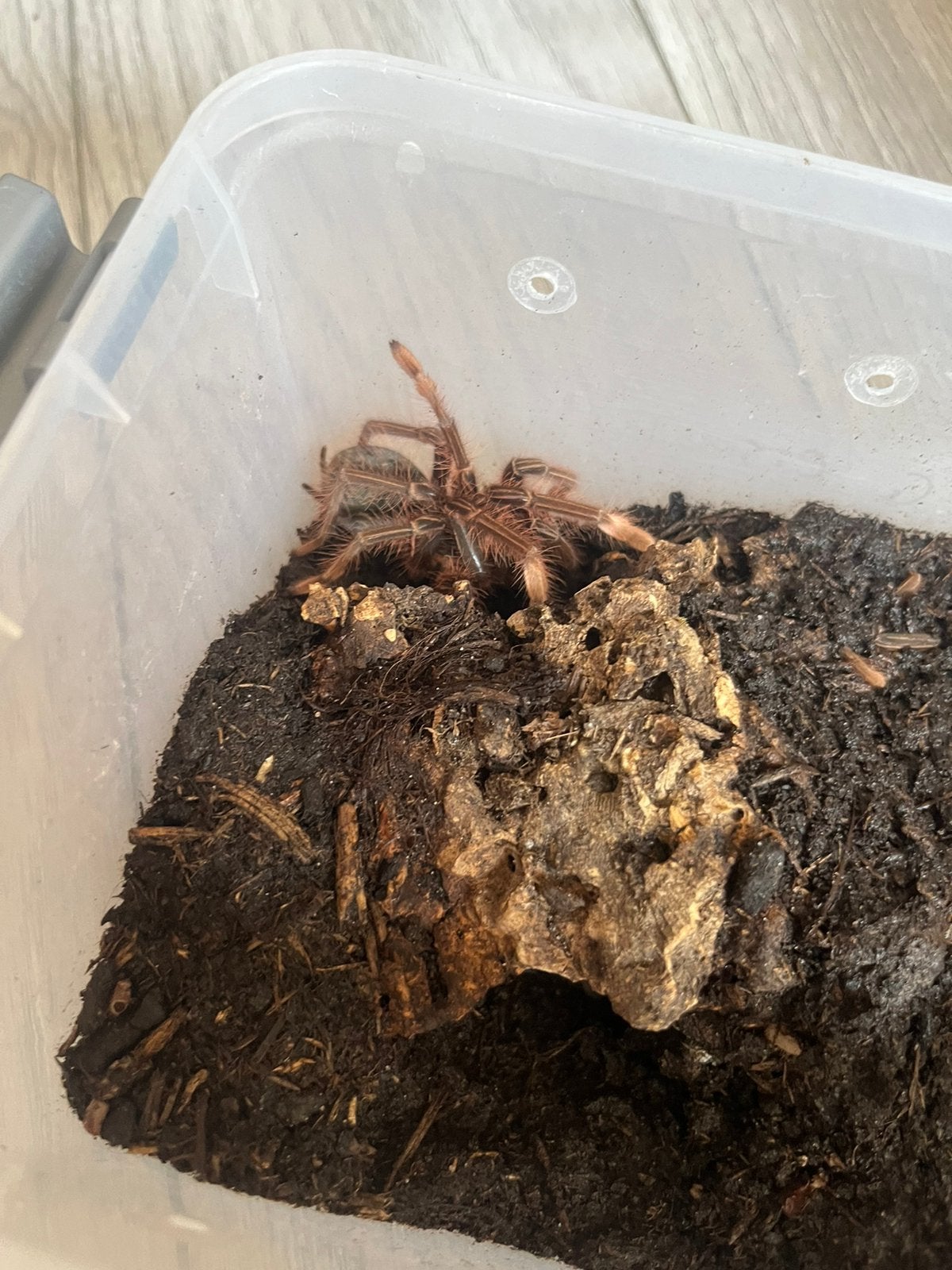 Pink toe goliath birdeater, Dieren en Toebehoren, Spin of Schorpioen
