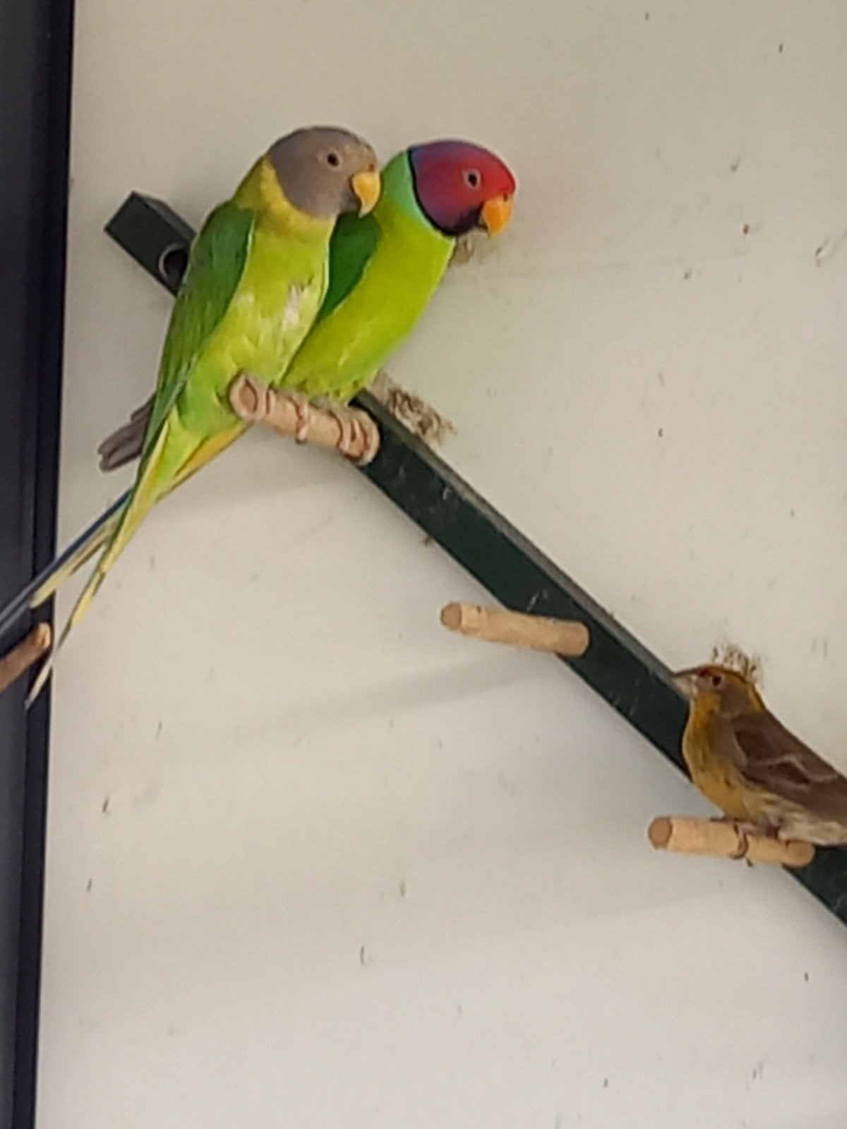 pruimkopparkiet kweekpaar, Dieren en Toebehoren, Parkiet