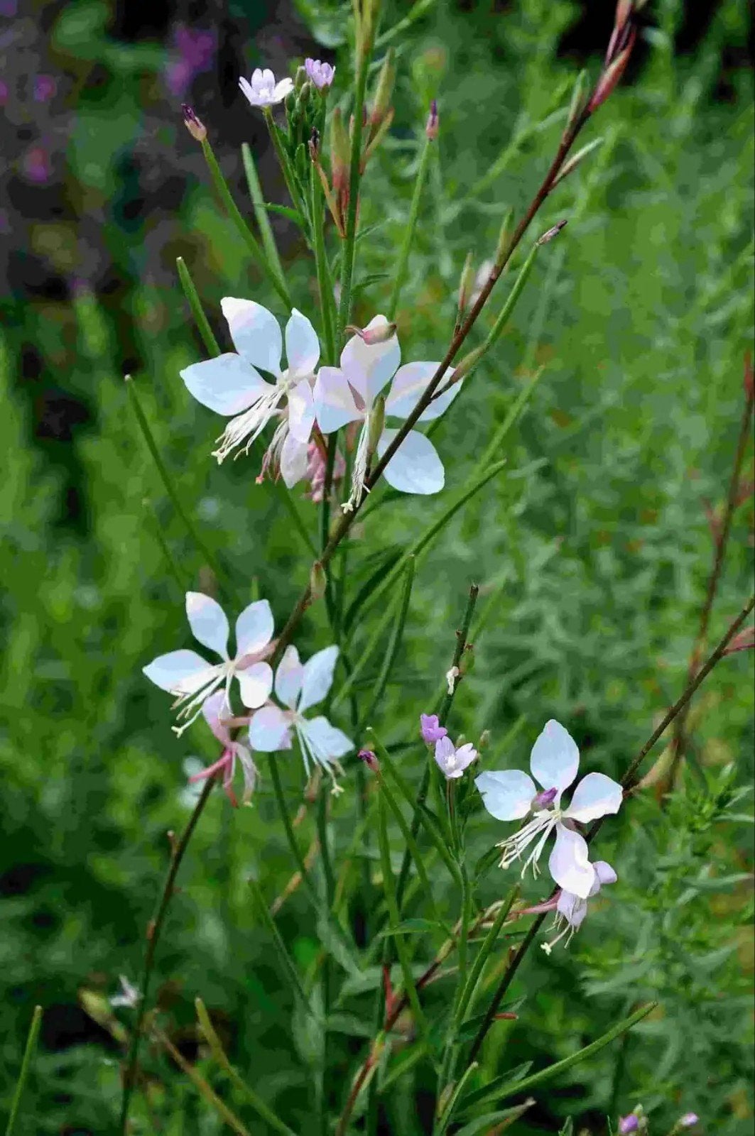 Gaura lindheimeri  'Whirling Butterflies', Tuin en Terras, Ophalen of Verzenden, Volle zon