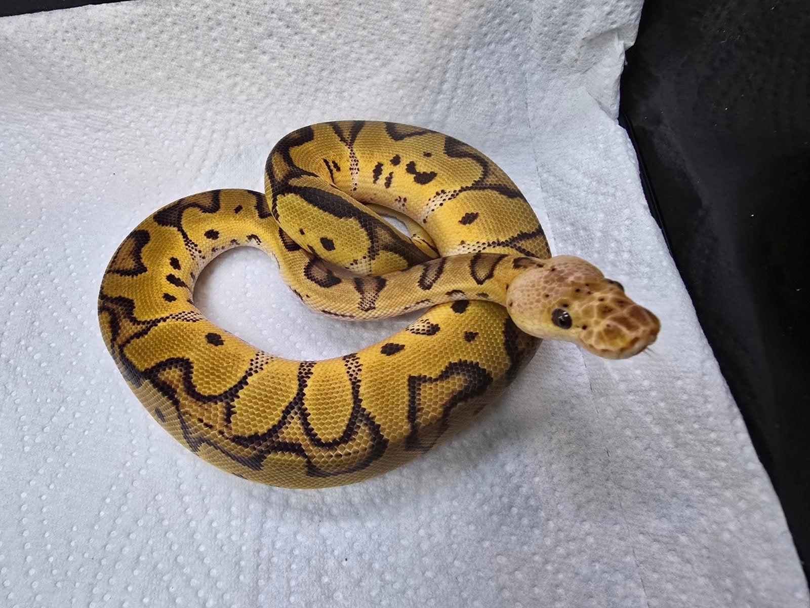 Koningspython (Python regius) – Nederlandse nakweek 2026

Op Ball Python photo 11