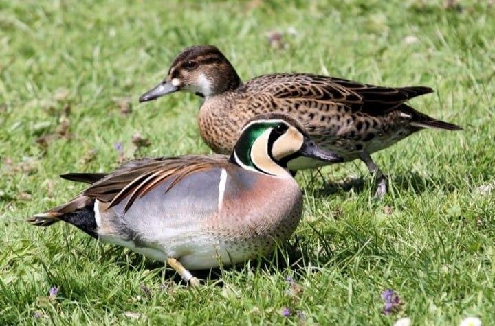 siereenden   eenden, Dieren en Toebehoren, Pluimvee, Meerdere dieren, Eend