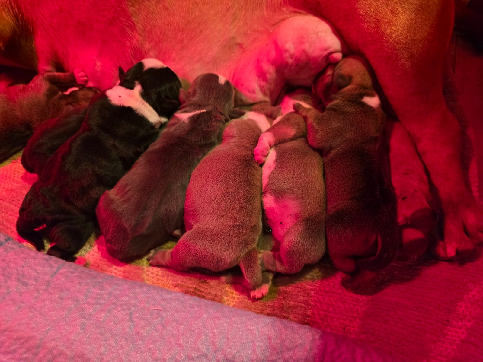 30-06-2026 Geboren american bully pocket bully, Dieren en Toebehoren, Honden | Bulldogs, Pinschers en Molossers, 8 tot 15 weken