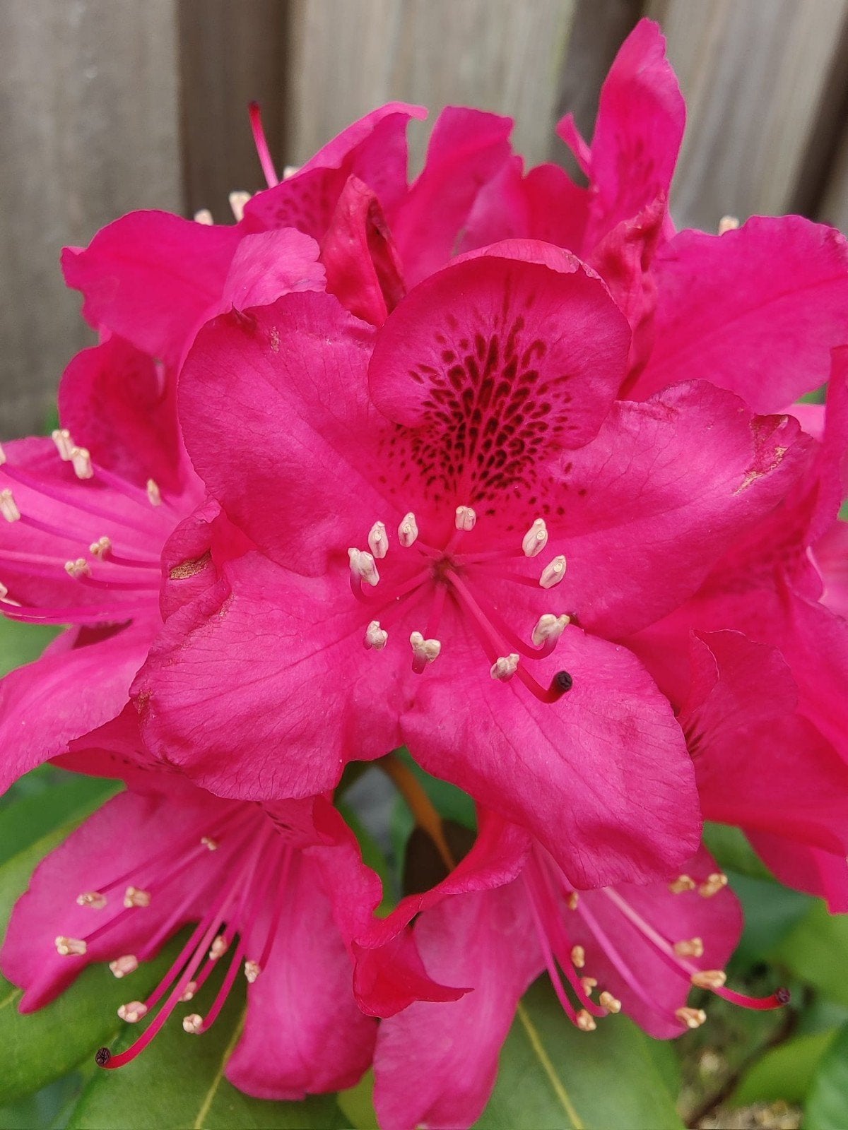 Rhododendron roze en een rode, Tuin en Terras, Planten | Tuinplanten, Ophalen, Overige soorten, Volle zon