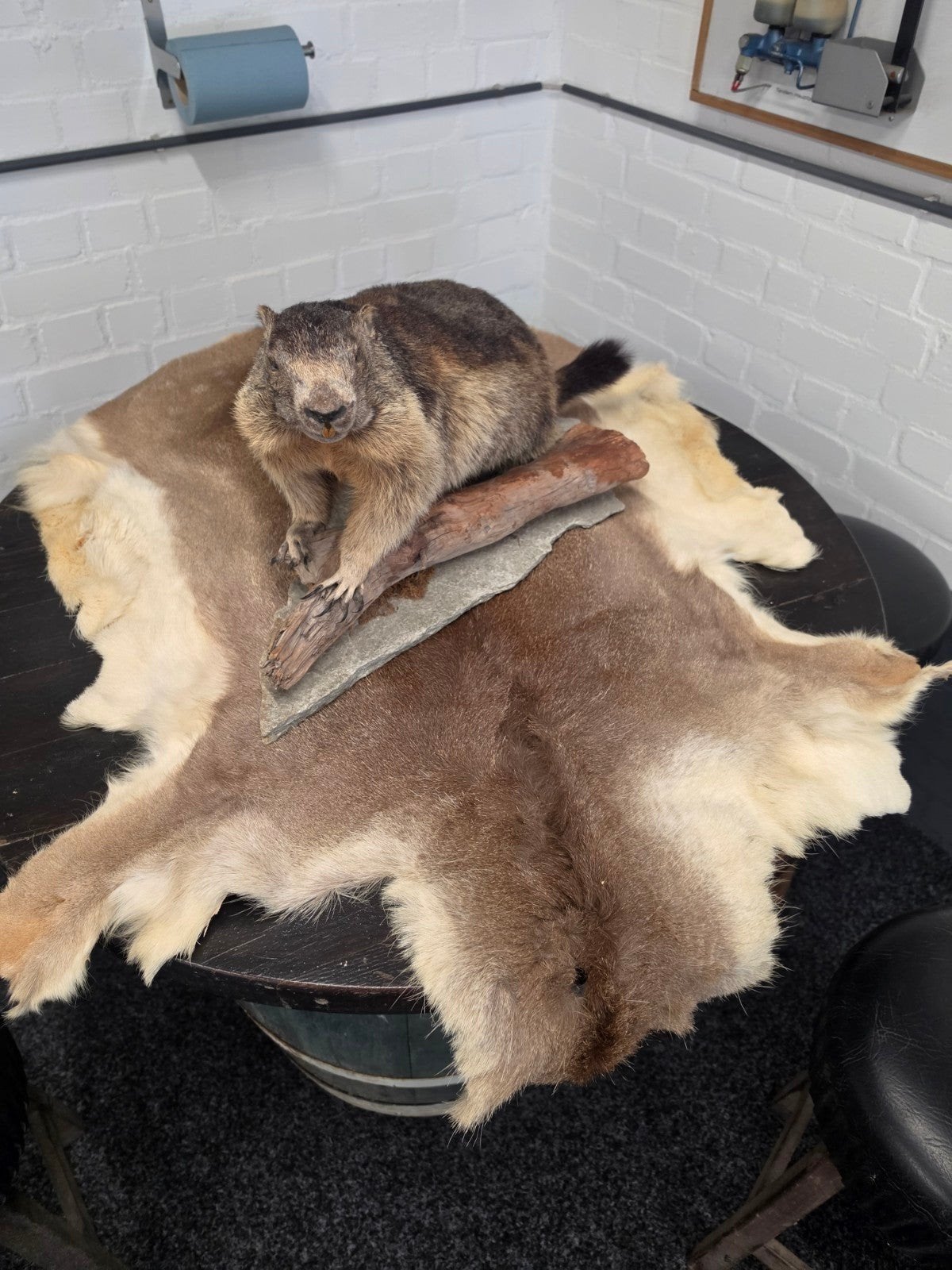 Geprepareerde Alpenmarmot - Uniek Stuk voor Verzamelaars, Ophalen, Opgezet dier