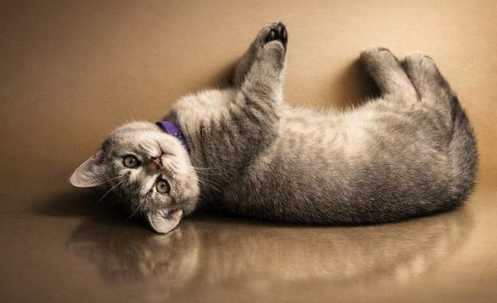 Prachtige British Shorthair Kittens (Kater & Poes), Dieren en Toebehoren, Meerdere dieren, Ontwormd, 0 tot 2 jaar
