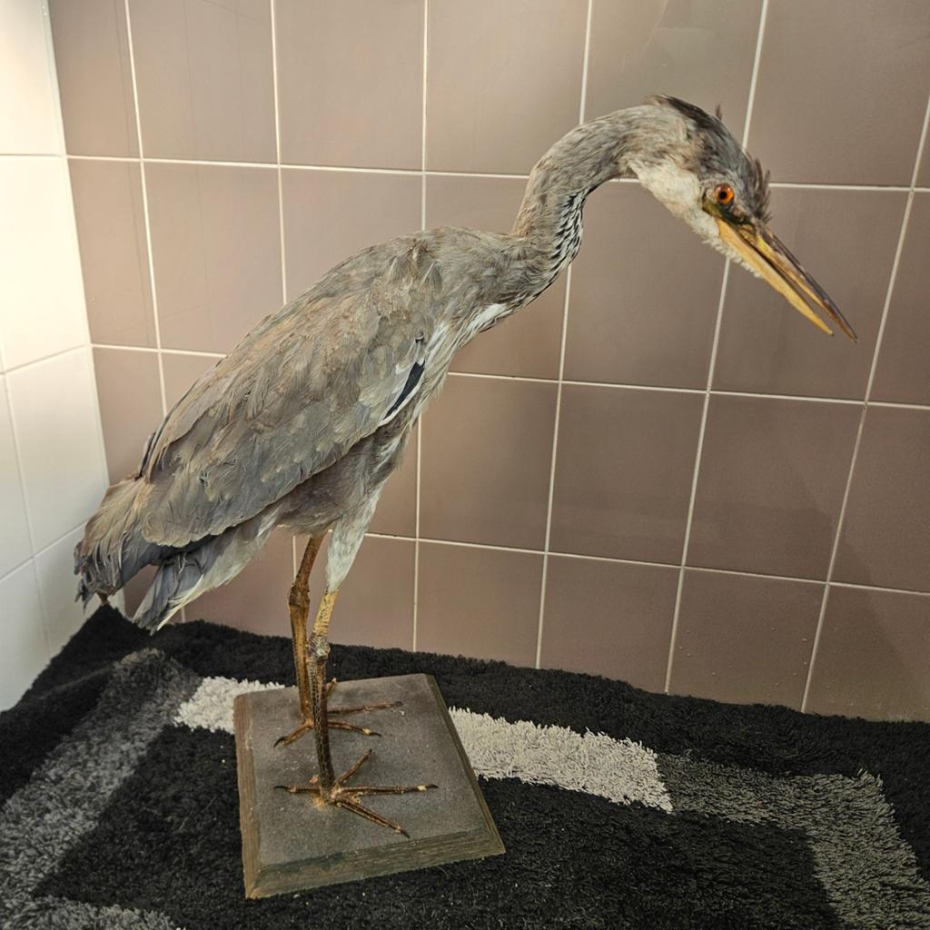Opgezette Reiger opgezet taxidermie taxidermy geprepareerd, Verzamelen, Ophalen, Gebruikt, Vogel, Opgezet dier