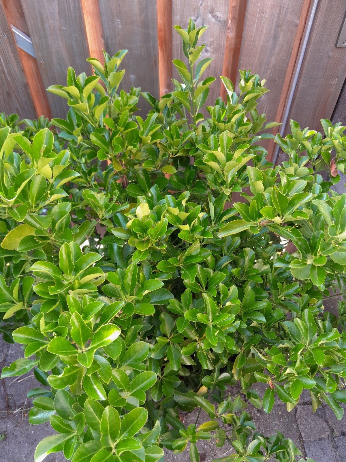 Euonymus Japonicus - Groenblijvende Heester 100x80cm, Tuin en Terras, Planten | Tuinplanten, Ophalen, Overige soorten, Halfschaduw