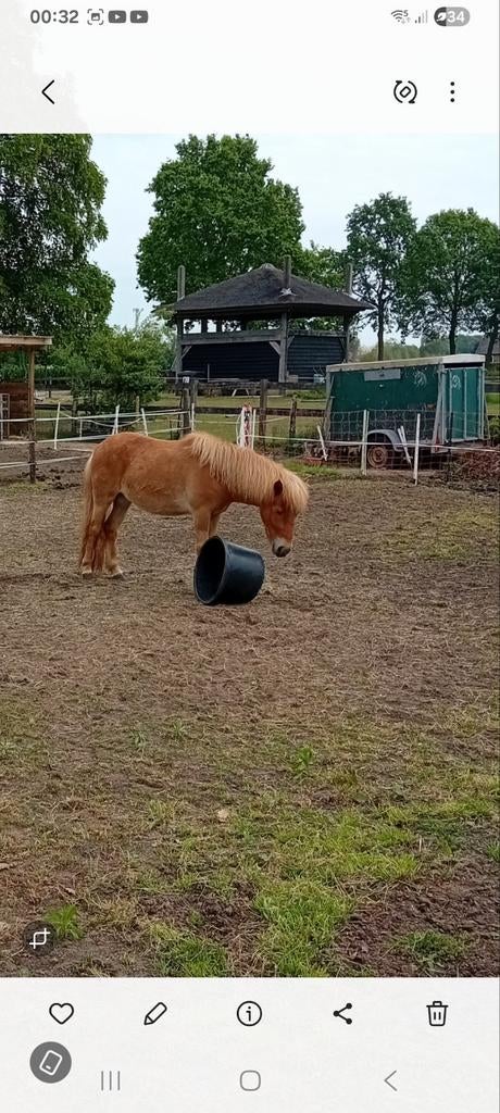 Shetlander, Dieren en Toebehoren, Pony's, Merrie, A pony (tot 1.17m)