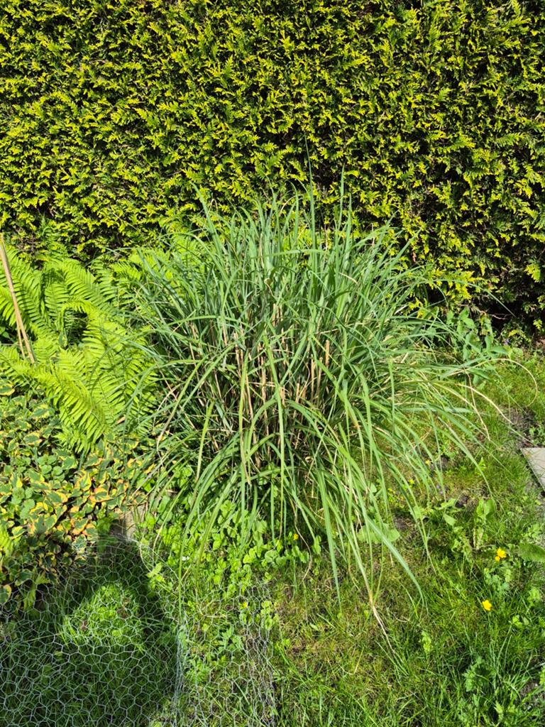 Diverse groene planten voor tuin of border, Tuin en Terras, Bodembedekkers, Vaste plant, Ophalen of Verzenden, Bloeit niet