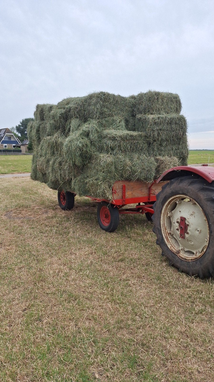 prachtig groen kalveren,schapen,alpaca hooi, Dieren en Toebehoren, Dierenvoeding, Ophalen, Vee
