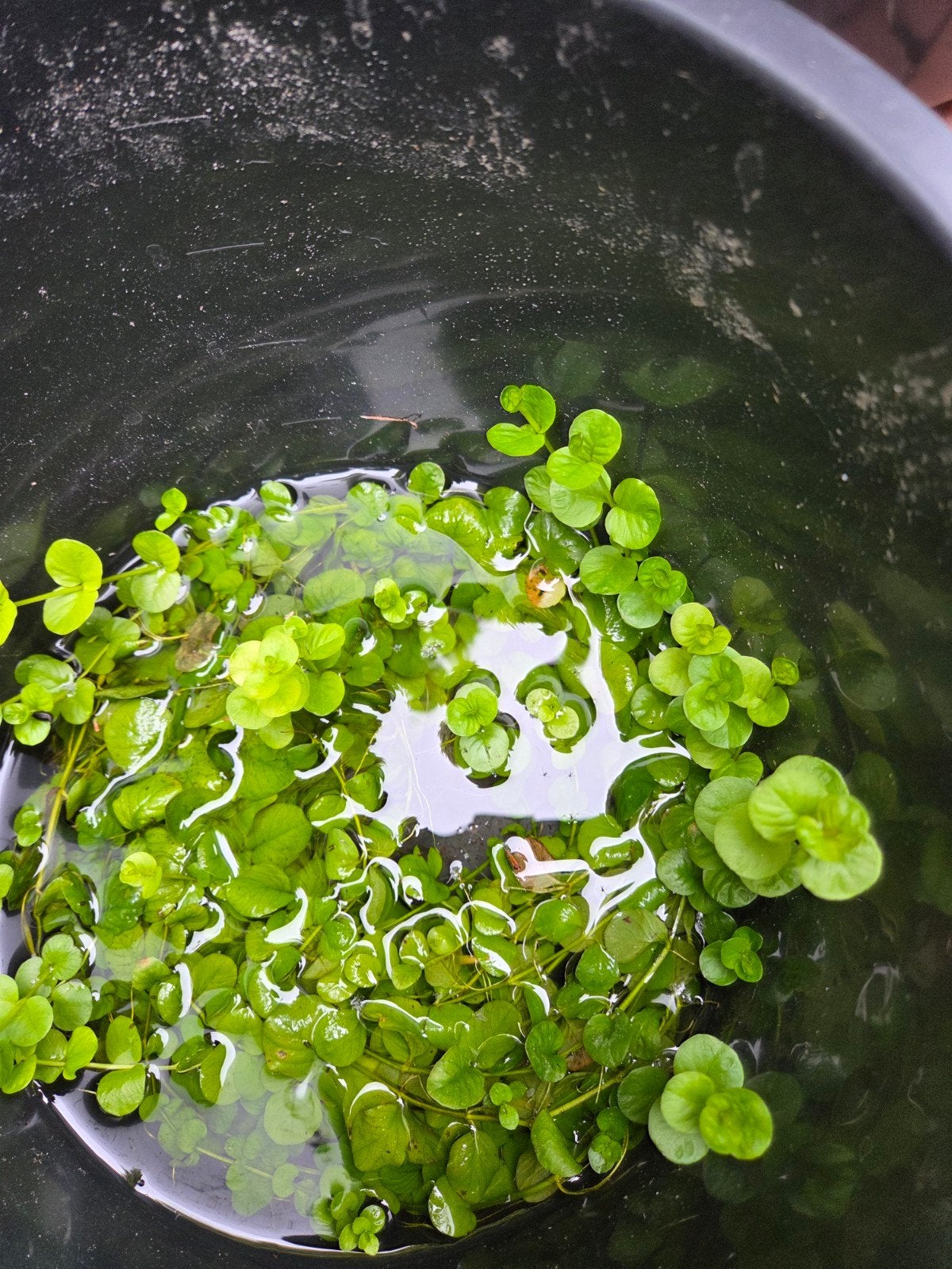 Penningskruid - Ideaal voor vochtige oevers en waterkanten, Ophalen