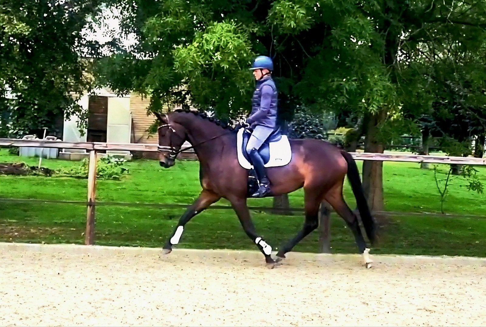 Dressuurpaard, Merrie, Met stamboom, Dressuurpaard, 3 tot 6 jaar
